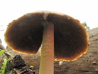 Psathyrella longipes image