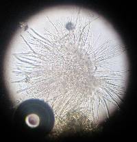 Hypomyces luteovirens image