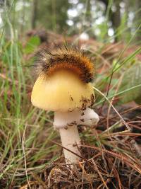 Amanita xylinivolva image