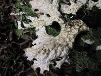 Lobaria pulmonaria image