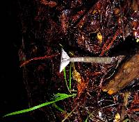 Pseudoclitocybe cyathiformis image