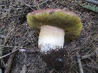 Boletus rex-veris image