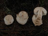 Amanita fallax image