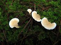 Sistotrema confluens image