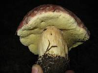 Boletus rex-veris image