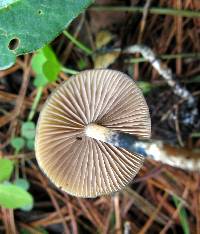 Psilocybe zapotecorum image