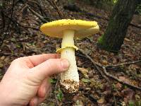 Amanita augusta image