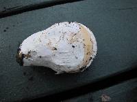 Amanita velosa image