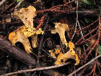 Cantharellus californicus image