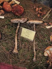 Macrolepiota procera var. procera image