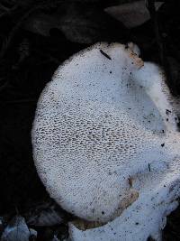 Polyporus tuberaster image