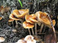 Psilocybe cyanescens image