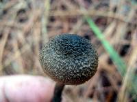 Inocybe calamistrata image