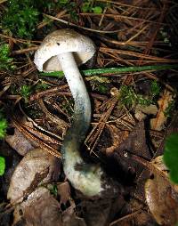 Inocybe corydalina image