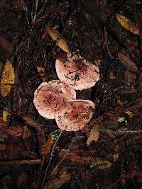 Hygrophorus russula image