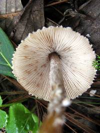 Lepiota magnispora image