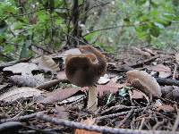 Helvella compressa image