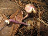 Inocybe geophylla image