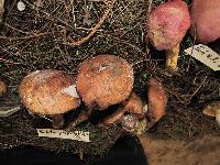 Boletus projectellus image