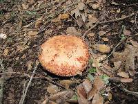 Amanita novinupta image