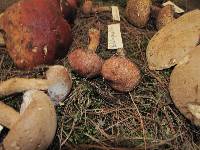 Boletus projectellus image