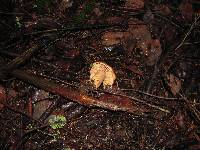 Lactarius rubrilacteus image