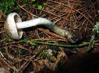 Inocybe corydalina image