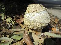 Agaricus texensis image