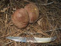 Boletus rex-veris image