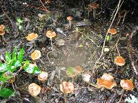 Psilocybe cyanescens image