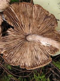 Lepiota clypeolaria image