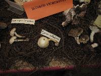 Agaricus xanthodermus image