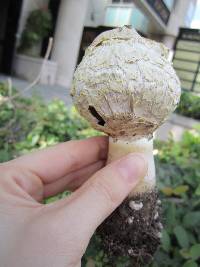 Agaricus texensis image