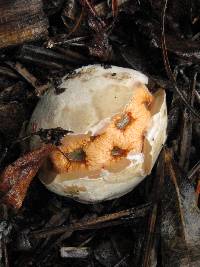 Clathrus ruber image