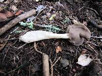 Helvella compressa image