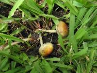 Psilocybe cubensis image