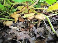 Psilocybe ovoideocystidiata image