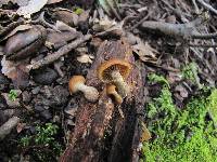 Galerina marginata image