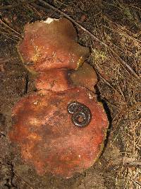 Boletus rex-veris image