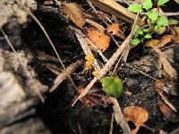 Mycena acicula image