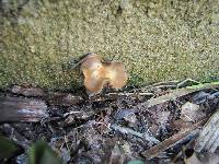 Psilocybe ovoideocystidiata image