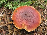 Gymnopilus luteofolius image