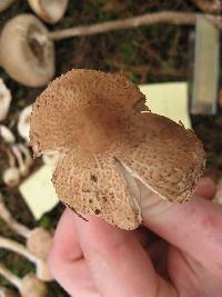 Lepiota clypeolaria image