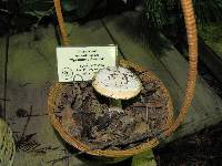 Amanita velosa image