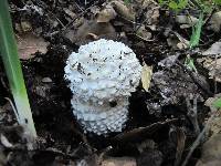 Amanita magniverrucata image