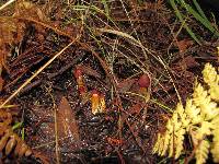 Cortinarius smithii image