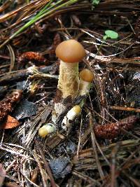 Psilocybe zapotecorum image