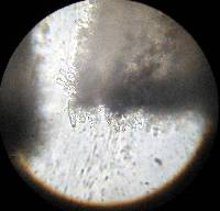 Inocybe geophylla image