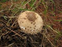 Macrolepiota procera var. procera image