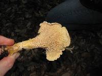 Cantharellus subalbidus image